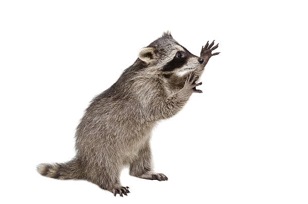 istock Funny raccoon standing on his hind legs 598669152