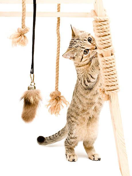 istock Playful cute kitten Scottish Straight 598669680