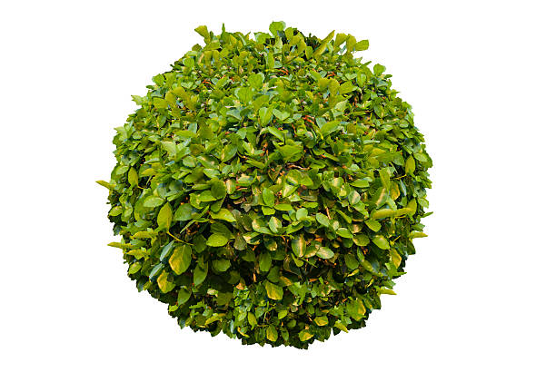 istock green bush isolated on white background. 598669890
