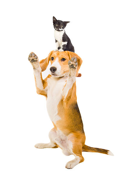 istock Playful dog with a kitten on the head 598669904