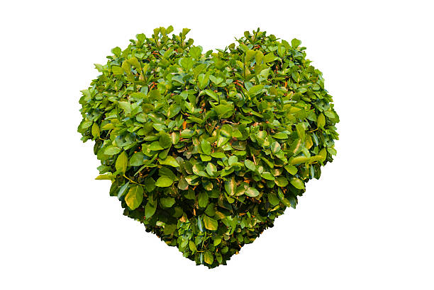 istock Green heart bush isolated on white background. 598670120