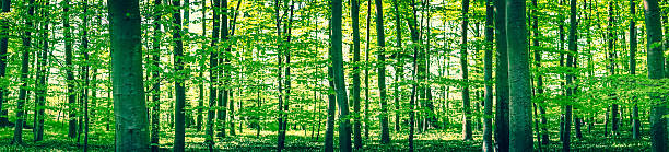 istock Panorama landscape of a beech forest 598670526