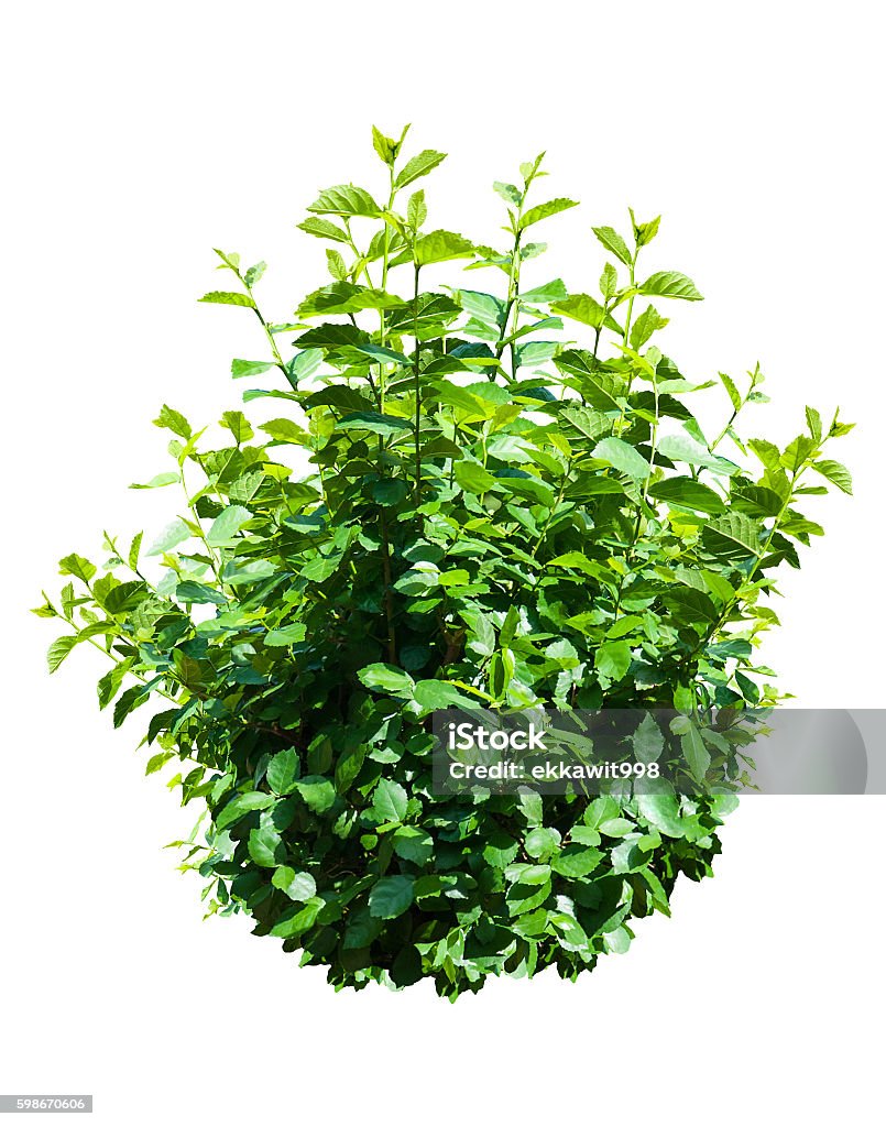 Green Bush Isolated On White Background Stock Photo - Download Image Now -  Bush, Cut Out, Forest - iStock