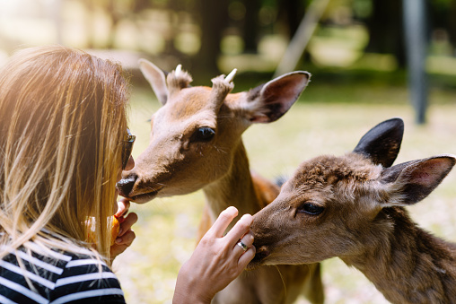 Young woman feeding deers and fallow deers in Japan