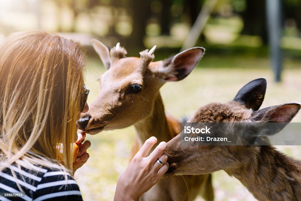 Young Woman Feeding Deers And Fallow Deers In Japan Stock Photo - Download  Image Now - iStock