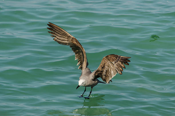 pesca de gaviota gris - waterbirds fotografías e imágenes de stock