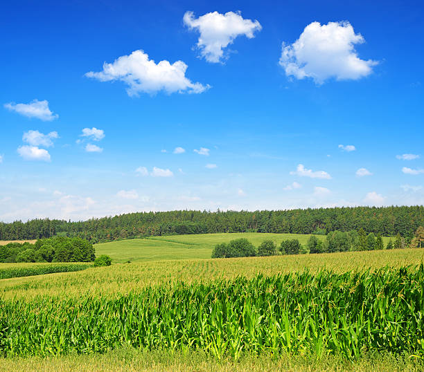 istock Green field of corn 598672922