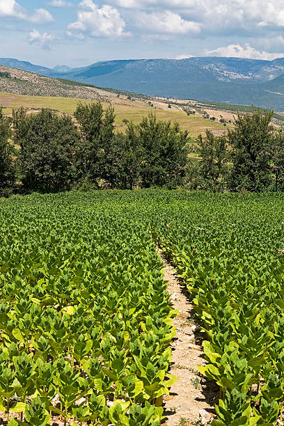 campo de tobaco, oymaagac, turquia - tobaco - fotografias e filmes do acervo