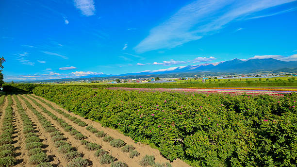 istock Beautiful multicolored field in Hokkaido, Japan 598674080