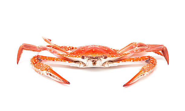 istock steamed crab isolated on white background 598674828