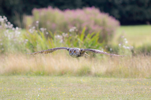 Eurasian eagle owl (bubo bubo), also known as European Eagle owl, flying low over a field. Aesthetic provided by the blurred background of coloured vegetation. The eagle-owl is from the higher classification of horned owls and is one of the largest species