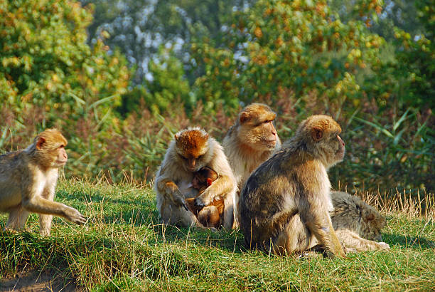Mother Barbary macaque nurturing her baby while resting on a low wall in the Upper Rock Nature Reserve, showcasing the bond between them in the beautiful setting of Gibraltar