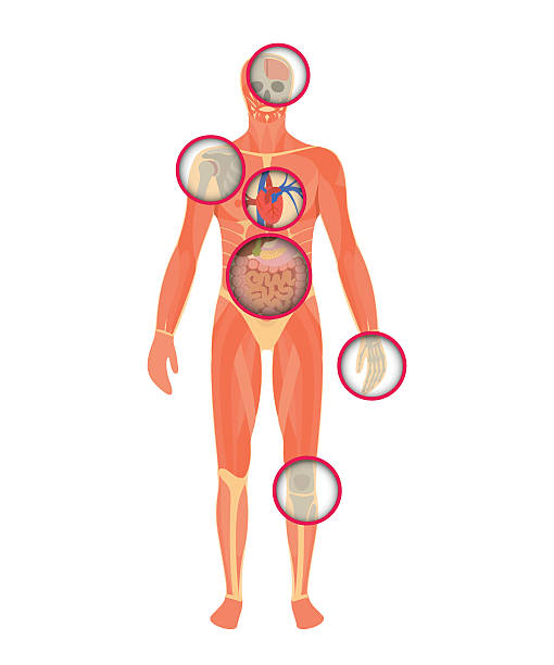 ilustrações, clipart, desenhos animados e ícones de estrutura do corpo humano - um olhar através do scanner. - human heart human cardiovascular system people human vein