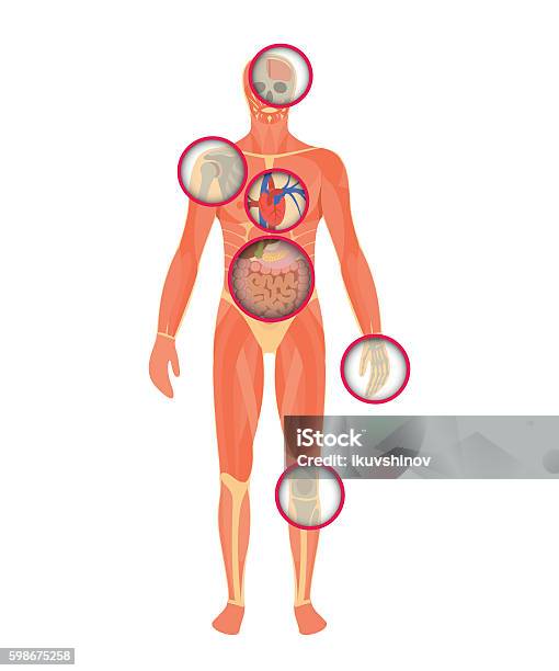 Structure Of Human Body A Look Through The Scanner Stock Illustration - Download Image Now