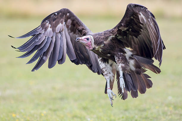 istock Hooded vulture coming in to land 598675300