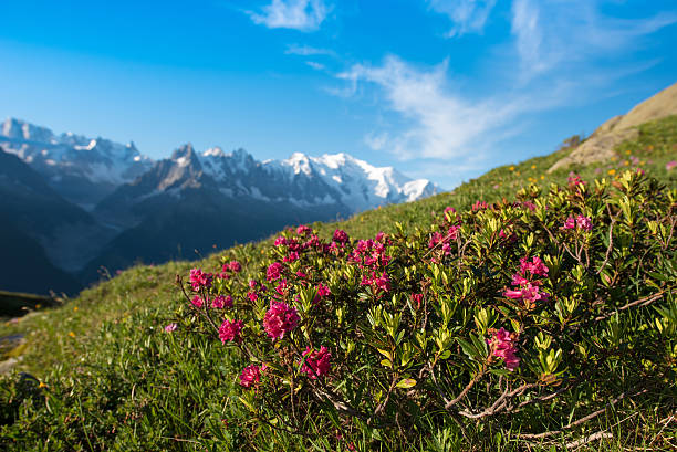 istock Rhododendron flowers against the backdrop of Mont Blanc 598675304