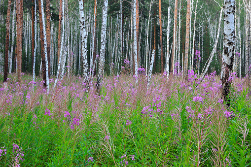 Flowers in a birch forest