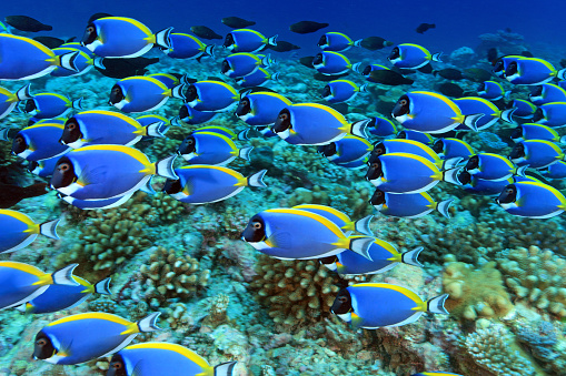 Shoal of powder blue tang surgeonfish (Acanthurus leucosternon) in the tropical coral reef 