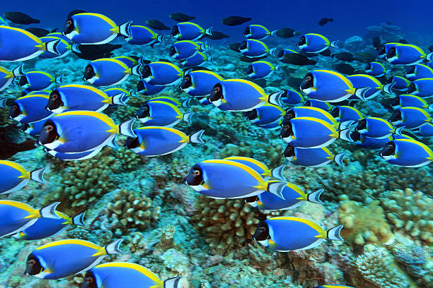 Shoal of powder blue tang surgeonfish Shoal of powder blue tang surgeonfish (Acanthurus leucosternon) in the tropical coral reef  surgeonfish stock pictures, royalty-free photos & images