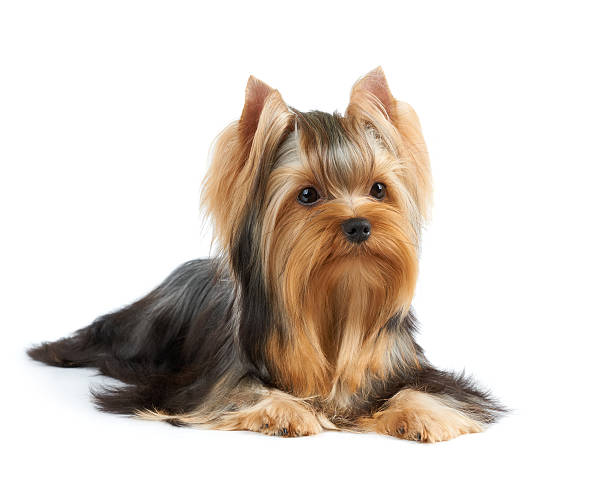 Dog on white background Beautiful Yorkshire Terrier with perfectly groomed long hair isolated on white yorkshire terrier stock pictures, royalty-free photos & images