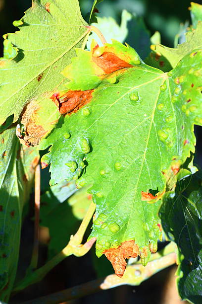 Sick vine leaves close-up affected by Colomerus Vitis in summer Vertical composition color photography of close-up part of sick grape leaves, vine leaf affected by Colomerus vitis, l'erinose or cloque de la vigne in french. Eriophyes vitis, erinose,  is a mite species in the genus Eriophyes infecting grape leaves. This species is associated with the mite Tydeus eriophyes on grapevines in the vicinity of Grabouw, South Africa. The erinose is not a disease but a condition caused by invisible to the naked eye mites, Colomerus vitis called mites that get stuck on the underside of leaves. It is manifested by blistering red or green in the leaves that remind of peach leaf curl, causing a deformation of the grape leaf. These blisters (bubble) are caused by the bites of mites. The deformations of the leaves have no effect on the crop. Binomial name: Eriophyes vitis (Pagenstecher, 1857). This picture was taken in Bugey mountains, in Ain, in Auvergne-Rhone-Alpes region in France (Europe) in summer season in the end of august and early september without people. gall mite stock pictures, royalty-free photos & images