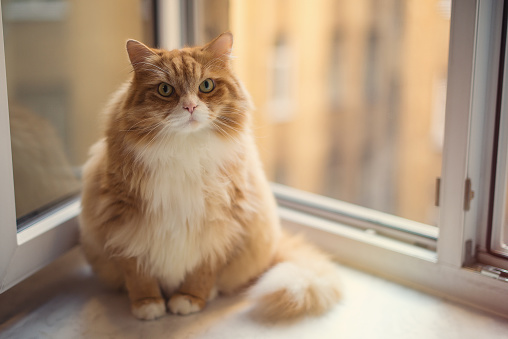 Fat angry ginger cat sitting on a window