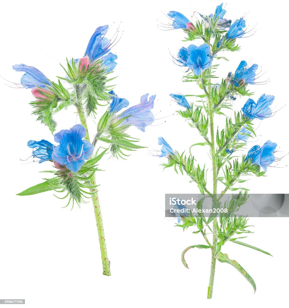 Cây Thuốc Echium Vulgare Hình ảnh Sẵn có - Tải xuống Hình ảnh Ngay ...