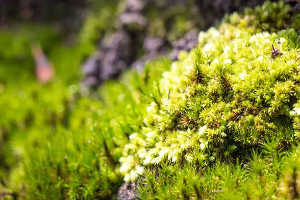 Green moss in rain forest, are small flowerless plants grow in dense green clumps or mats.
