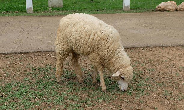 Sheeps stock photo