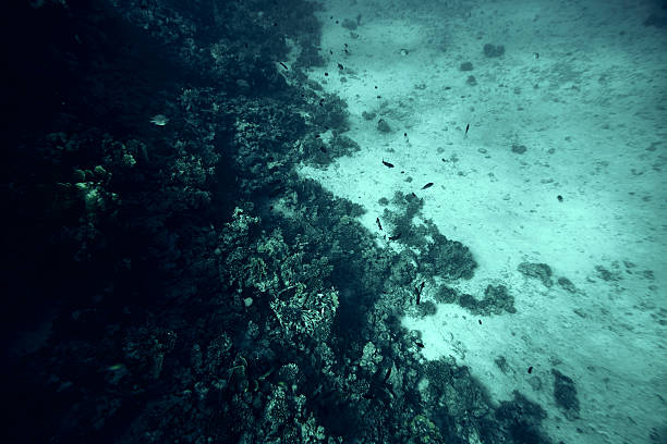 istock corals and tropical fishes 598678622