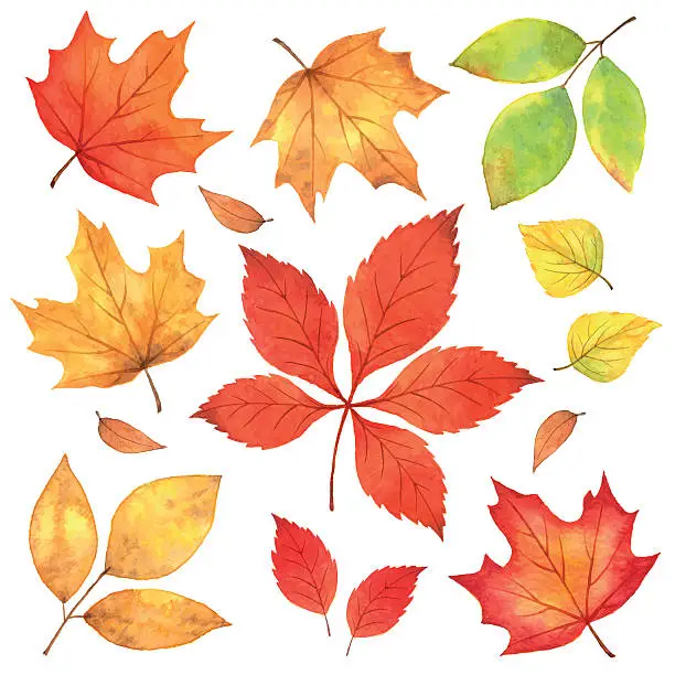 Vector illustration of Autumn Leaves in Watercolor