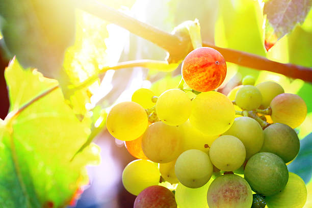 świeże niedojrzałe winogrona na winorośli z bliska w świetle słonecznym w lecie - red grape grape fruit sweet food zdjęcia i obrazy z banku zdjęć