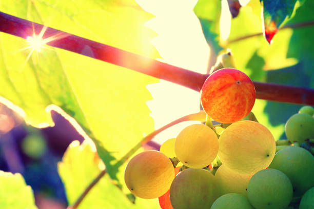 uvas frescas não maduras em videira close-up sob a luz solar no verão - red grape grape fruit sweet food - fotografias e filmes do acervo