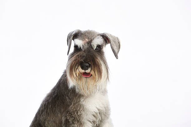 istock Salt & Pepper Miniature Purebred Schnauzer Terrier Panting (White Background) 598680180