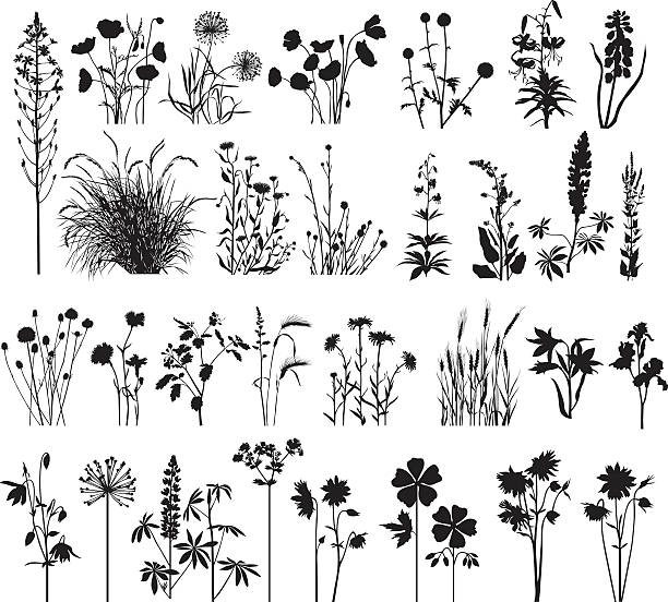 illustrations, cliparts, dessins animés et icônes de collection de big plant - grass prairie silhouette meadow