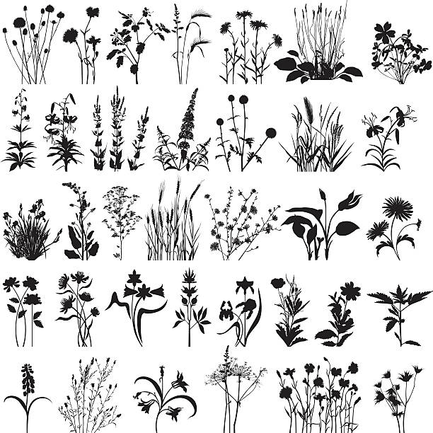 식물과 및 꽃  - rose flower bed silhouette flower stock illustrations