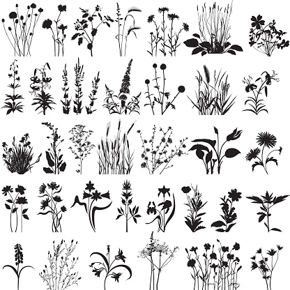 Big vector collection of variable plants