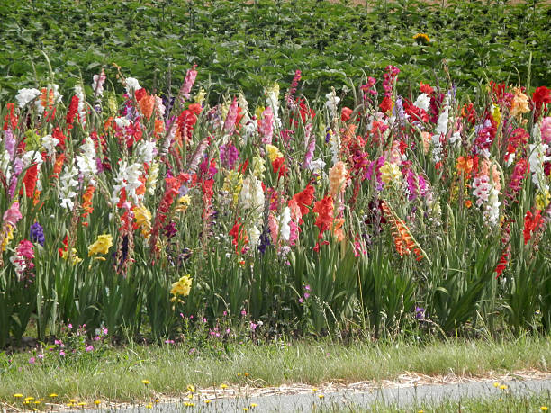 istock Gladiolus flower on green nature background 598682662