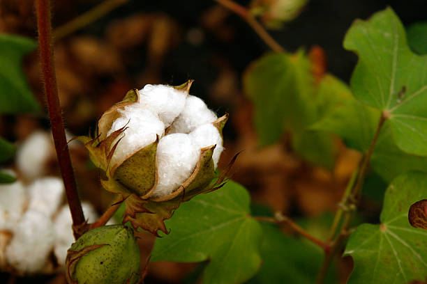 istock Cotton flowers growing on the field. 598683276