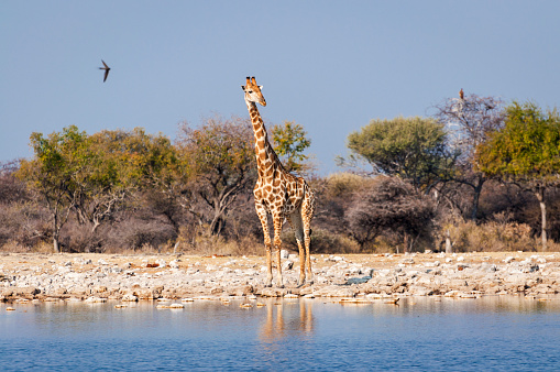 Giraffe in a waterhole in the Etosha National Park in Namibia, Africa; Concept for travel in Africa and Safari