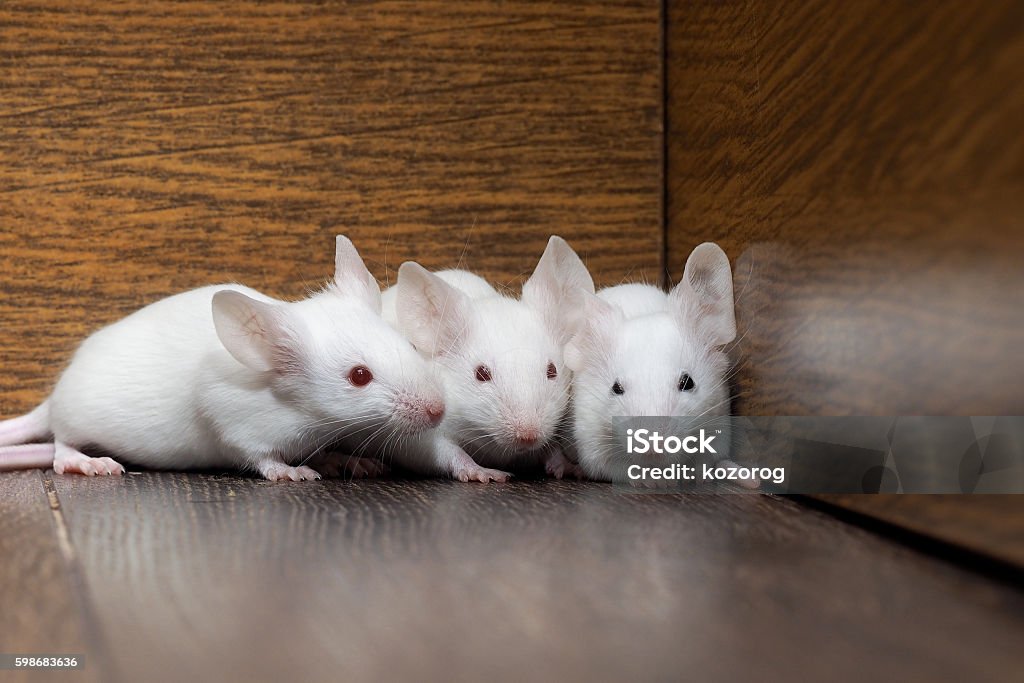 Nest Of White Mice In The Old Cabinet Stock Photo - Download Image Now - Animal Nest, Rat, Animal Body Part - iStock Nest Of White Mice In The Old Cabinet Stock Photo - Download Image Now - Animal Nest, Rat, Animal Body Part - iStock