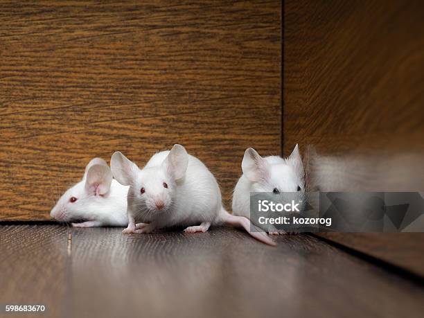 Nest Of White Mice In The Old Cabinet Stock Photo - Download Image Now -  Animal Nest, Rat, Animal Body Part - iStock