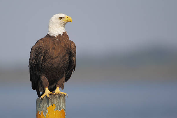 american bald eagle (haliaeetus leucocephalus) in post, florida, usa - appollaiarsi foto e immagini stock