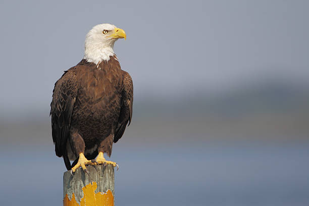 american bald eagle (haliaeetus leucocephalus) on post, florida, usa - bald eagle imagens e fotografias de stock