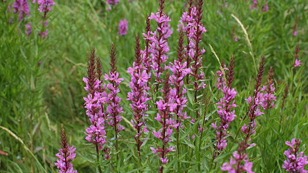 istock flower purple crybaby grass 598684888