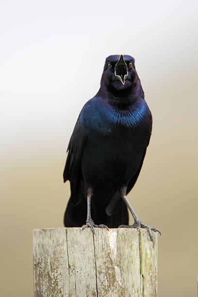 istock Boat-tailed grackle (Quiscalus major) singing, Kissimmee, Florida, USA 598684996