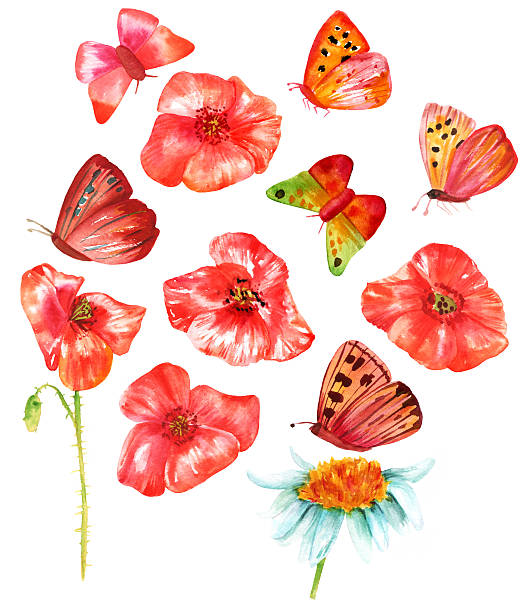ilustrações, clipart, desenhos animados e ícones de conjunto de vibrantes papoulas de aquarela vermelha e borboletas em branco - poppy single flower red white background