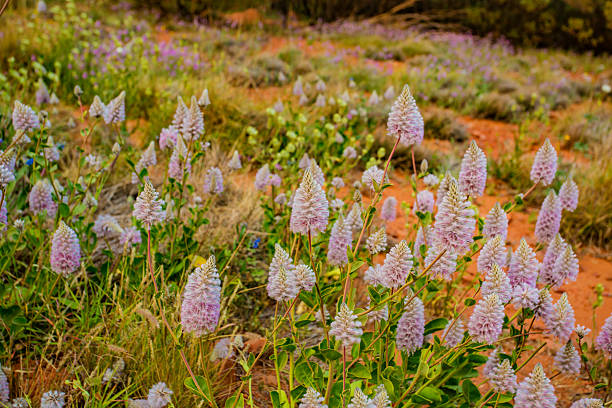 Pink Mulla Mulla Australian Wildflowers Blooming in the Desert Wilderness