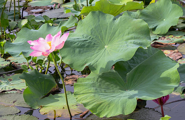 istock wild lotus flower in lagoon 598689118