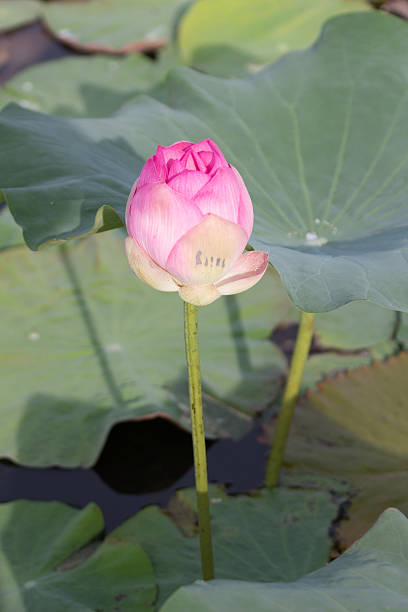 istock wild lotus flower in lagoon 598689738